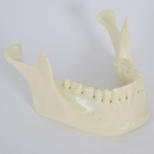 Анатомическая модель кости - 8950 - SYNBONE AG - нижней челюсти / для имплантологии / для образовательных целей