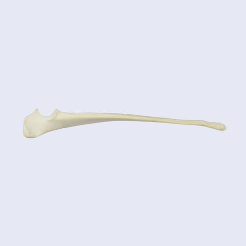 Анатомическая модель кости - 0832.00 - SYNBONE AG - для хирургии / ветеринарная / для образовательных целей