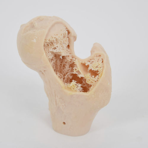 Анатомическая модель кости - SYNBONE AG - для ортопедической хирургии / учебная / из полиуретана