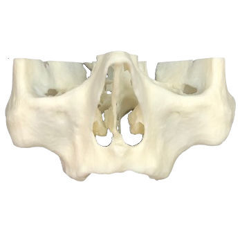 Челюстная анатомическая модель - 3D-101  - Selmodels SL