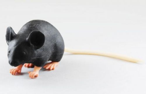 Медицинский симулятор для внутривенных инъекций - MIMICKY - INTELLIBIO - для забора крови / учебный / для исследований на животных