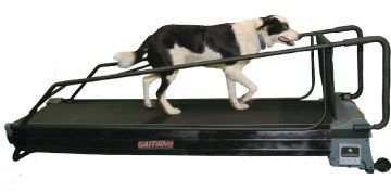 Ветеринарная беговая дорожка для собак - PRO DogTread® with Gait4Dog - DogTread