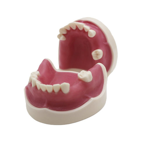 Синусная анатомическая модель - JG-Y26 - FOSHAN JINGLE MEDICAL EQUIPMENT CO., LTD - десневая / кости / прорезывание зубов