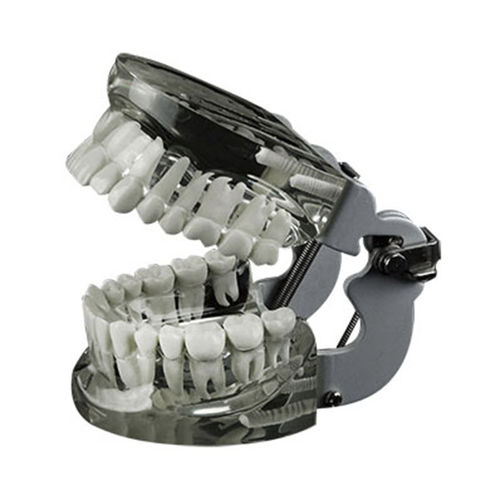 Анатомическая модель зубов - JG-Y14 - FOSHAN JINGLE MEDICAL EQUIPMENT CO., LTD - прорезывание зубов / для обучения / из полимера