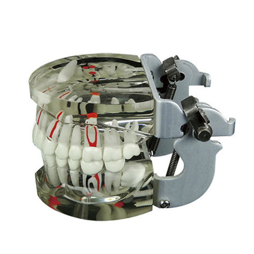 Анатомическая модель нерва - JG-Y15 - FOSHAN JINGLE MEDICAL EQUIPMENT CO., LTD - зубов / прорезывание зубов / для обучения