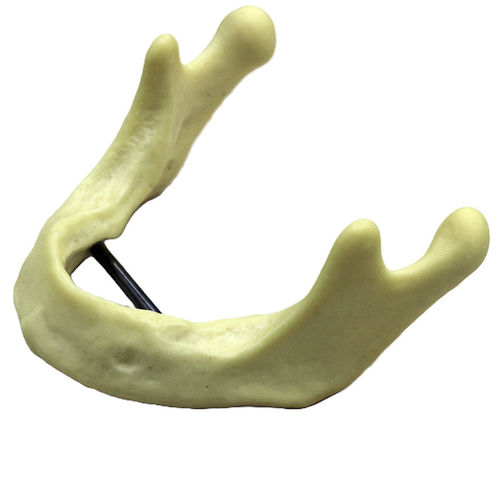 Анатомическая модель нижней челюсти - JG-Y12 - FOSHAN JINGLE MEDICAL EQUIPMENT CO., LTD - кости / хирургическая / для имплантологии