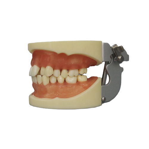 Анатомическая модель зубов - JG-Y9 - FOSHAN JINGLE MEDICAL EQUIPMENT CO., LTD - прорезывание зубов / учебная / для извлечения