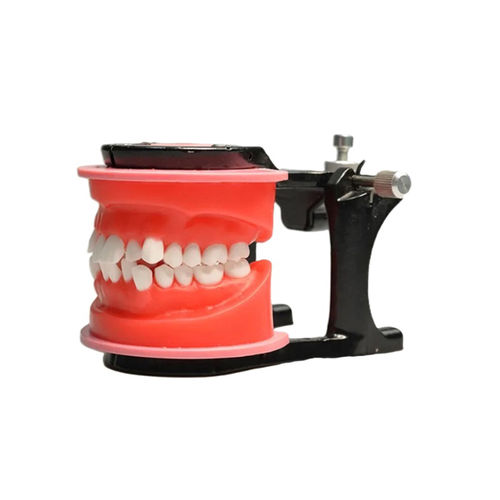 Анатомическая модель зубов - JG-Y7 - FOSHAN JINGLE MEDICAL EQUIPMENT CO., LTD - прорезывание зубов / для ортодонтии / для обучения