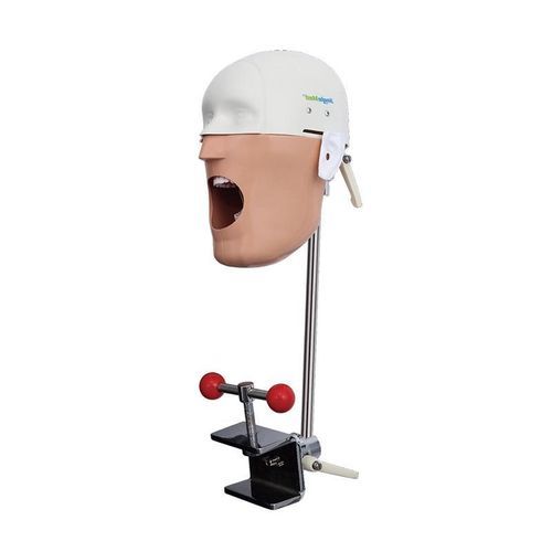 Учебный манекен для гигиены полости рта - JG-C5 - FOSHAN JINGLE MEDICAL EQUIPMENT CO., LTD - ветеринарный / для образовательных целей / взрослый человек