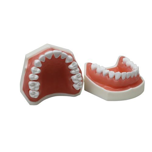Анатомическая модель зубов - JG-X1 - FOSHAN JINGLE MEDICAL EQUIPMENT CO., LTD - для стоматологии / десневая / учебная