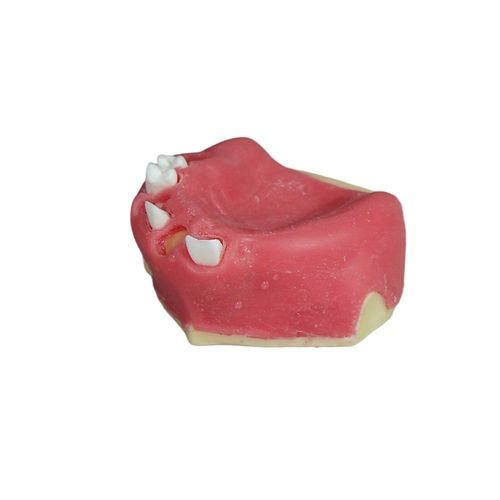 Анатомическая модель для стоматологии - JG-Y26-2 - FOSHAN JINGLE MEDICAL EQUIPMENT CO., LTD - десневая / кости / хирургическая