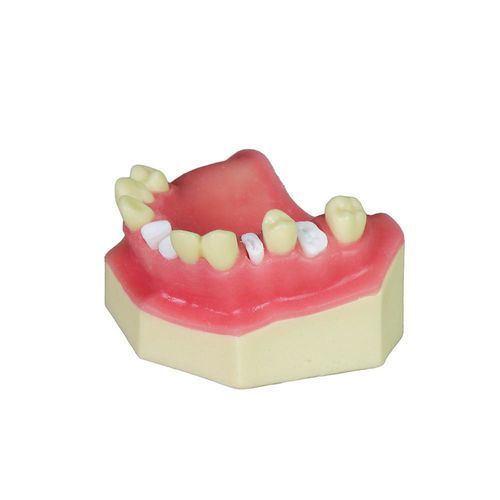 Синусная анатомическая модель - JG-Y8-F5 - FOSHAN JINGLE MEDICAL EQUIPMENT CO., LTD - для стоматологии / десен / челюстная