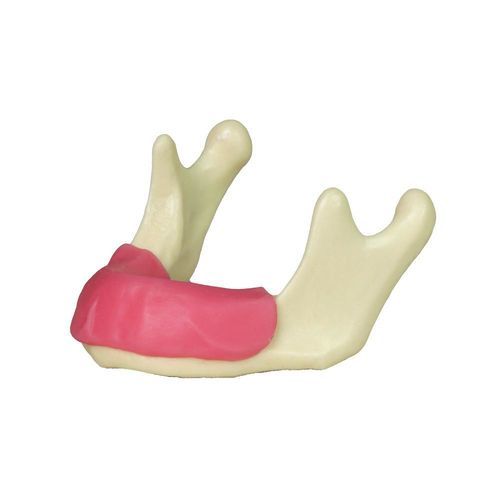 Анатомическая модель нижней челюсти - JG-Y12-G - FOSHAN JINGLE MEDICAL EQUIPMENT CO., LTD - десен / для ухода за зубами / хирургическая