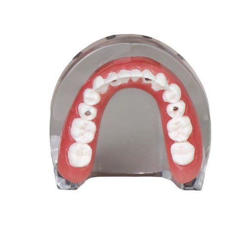 Анатомическая модель нижней челюсти - JG-l-1 - FOSHAN JINGLE MEDICAL EQUIPMENT CO., LTD - зубов / для имплантологии / из полимера