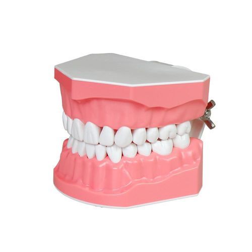 Анатомическая модель прорезывание зубов - JG-YS-2T-2 - FOSHAN JINGLE MEDICAL EQUIPMENT CO., LTD - для гигиены полости рта / для стоматологии / для образовательных целей