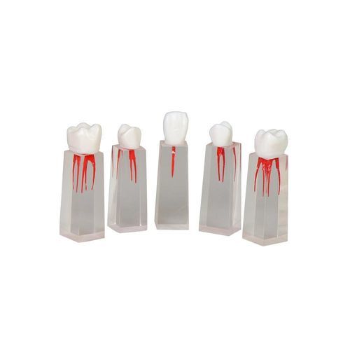 Анатомическая модель зубов - JG-YS3 - FOSHAN JINGLE MEDICAL EQUIPMENT CO., LTD - корневого канала / для образовательных целей / из полимера