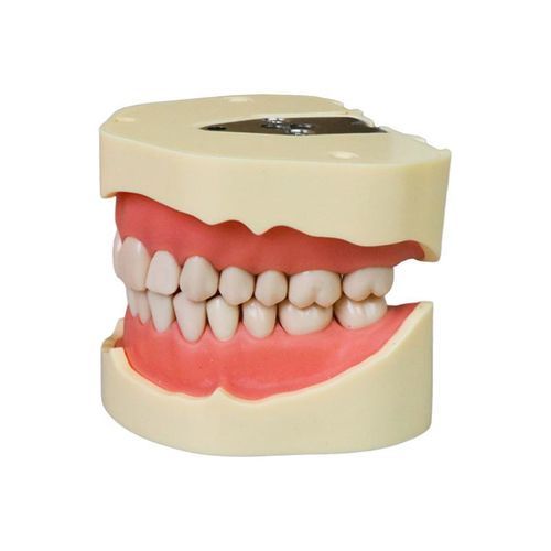 Анатомическая модель зубов - JG-Y2 - FOSHAN JINGLE MEDICAL EQUIPMENT CO., LTD - прорезывание зубов / для извлечения / из полимера