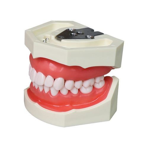 Анатомическая модель зубов - JG-Y1 - FOSHAN JINGLE MEDICAL EQUIPMENT CO., LTD - прорезывание зубов / учебная / для извлечения