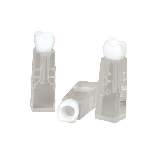 Анатомическая модель зубов - JG-YS2-SG - FOSHAN JINGLE MEDICAL EQUIPMENT CO., LTD - корневого канала / для ухода за зубами / для образовательных целей