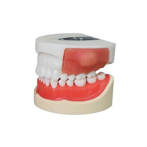 Анатомическая модель зубов - JG-Y23 - FOSHAN JINGLE MEDICAL EQUIPMENT CO., LTD - прорезывание зубов / учебная / из полимера