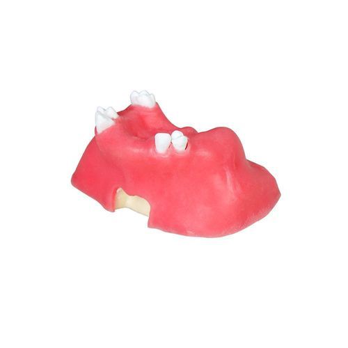 Синусная анатомическая модель - JG-Y11-S5 - FOSHAN JINGLE MEDICAL EQUIPMENT CO., LTD - для стоматологии / десен / кости
