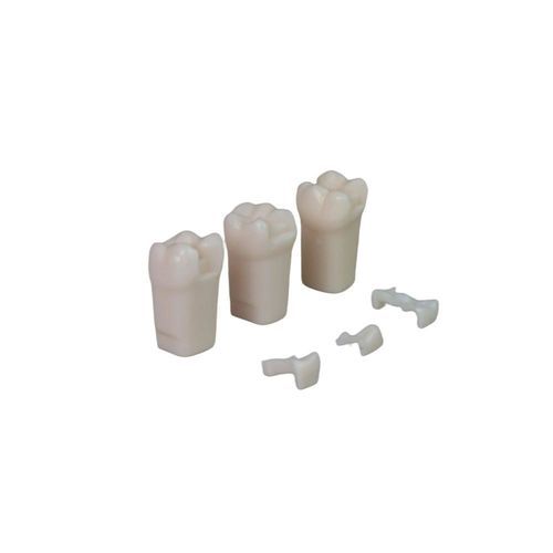 Анатомическая модель зубов - JG-YS7-LQ - FOSHAN JINGLE MEDICAL EQUIPMENT CO., LTD - учебная / из полимера / белая