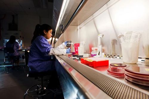 Секвенатор для ДНК - AccuGENX-ID® - Charles River Laboratories - для лабораторий / анализа данных