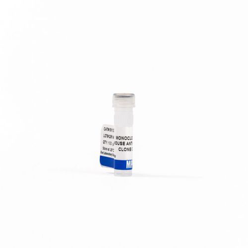 Реактив антитела - 0869100-CF - MP Biomedicals - моноклональное антитело / для вестерн-блоттинга / для иммуногистохимии
