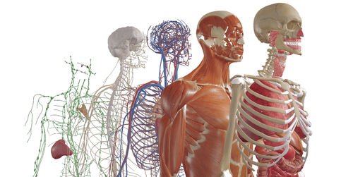 Программное обеспечение для разработки - BodyMap - Medical Augmented Intelligence (MAI) - для симуляции / для контроля / для картографии