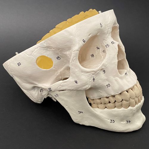 Анатомическая модель артерии головного мозга - Schiner3DRepro - артерии / мозга / для нейрохирургии