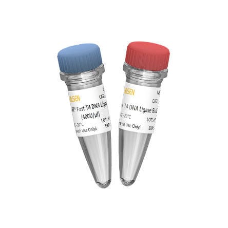 Реактив ДНК-лигаза - 10299ES series - Yeasen Biotechnology (Shanghai) Co., Ltd - фермент / нуклеиновая кислота / для исследований