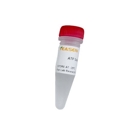 Реактив ATP - 10129ES series - Yeasen Biotechnology (Shanghai) Co., Ltd - в растворе / для транскрипции in vitro / для синтеза РНК