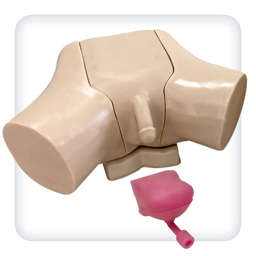 Учебный медицинский симулятор - M1132 - SATC solution - для катетеризации / для урологических лечебных мероприятий / мужчина