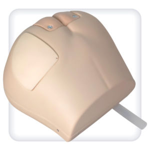 Анатомическая модель ягодицы - M1006 - SATC solution - ягодица / ствол / анальная
