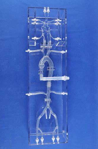 Модель кровеносных сосудов кровеносных сосудов - SJK001D - Trando 3D Medical Technology - артерии / бедренной артерии / мозговая