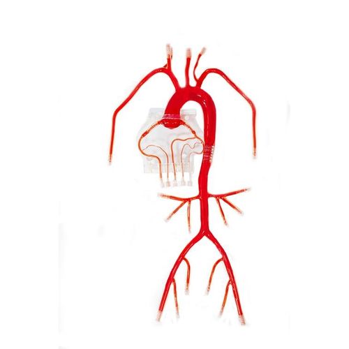 Модель кровеносных сосудов тело - XX-007D - Trando 3D Medical Technology - артерии / коронарных артерий / для сердечно-сосудистой катетеризации