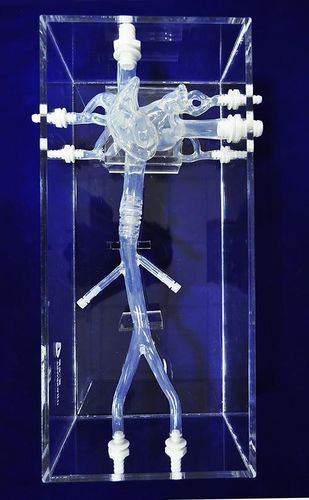 Анатомическая модель полой вены - XXK-002J - Trando 3D Medical Technology - учебная / прозрачная