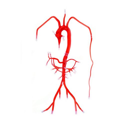 Анатомическая модель артерии - FB002D - Trando 3D Medical Technology - абдоминальная / учебная / прозрачная
