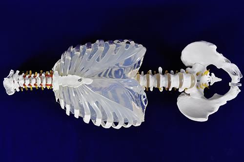 Анатомическая модель легкого - Trando 3D Medical Technology - хирургическая / учебная / с устройством управления