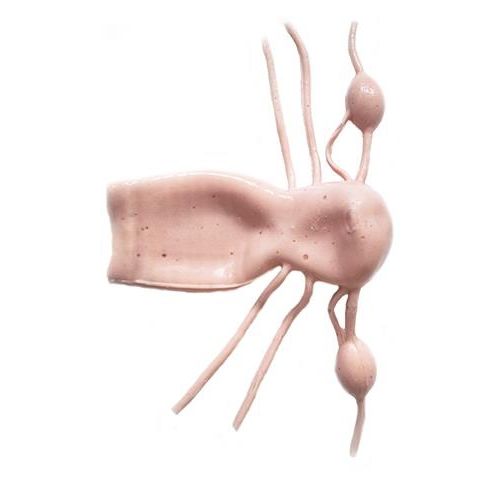 Анатомическая модель шеи - HSX009 - Trando 3D Medical Technology - абдоминальная / тело / матки