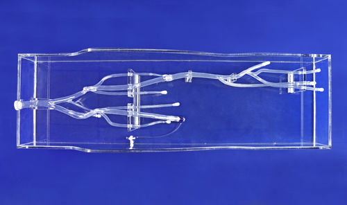 Анатомическая модель артерии - XZK003D - Trando 3D Medical Technology - бедренной артерии / вены / для нижних конечностей