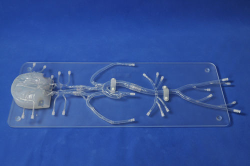 Внутричерепная анатомическая модель - SJ005D - Trando 3D Medical Technology - артерии / бедренной артерии / сонной артерии