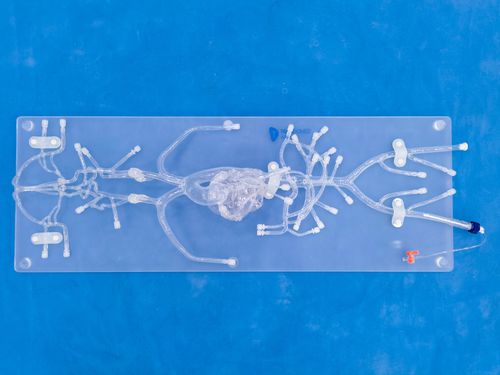 Ангиографическая модель кровеносных сосудов - QS002D - Trando 3D Medical Technology - кровеносных сосудов / артерии / бедренной артерии