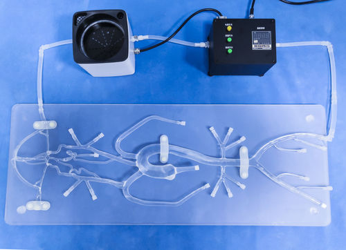 Модель кровеносных сосудов кровеносных сосудов - SJ001D-04 - Trando 3D Medical Technology - мини-инвазивной хирургии / для нейрохирургии / учебная