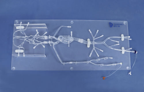 Внутричерепная анатомическая модель - SJ001D-06 - Trando 3D Medical Technology - артерии / бедренной артерии / учебная