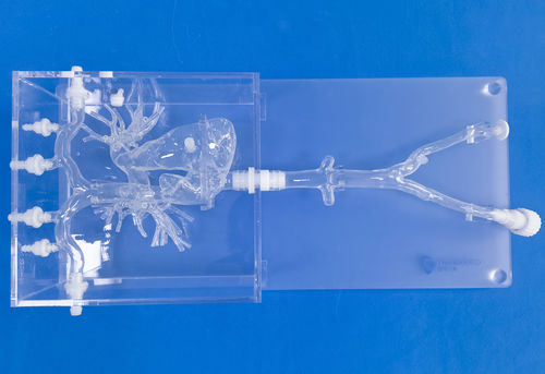 Анатомическая модель сердца - PA001 - Trando 3D Medical Technology - артерии / вены / полой вены