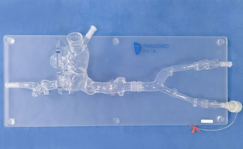 Модель кровеносных сосудов для сердца - XXK006J - Trando 3D Medical Technology - кровеносных сосудов / полой вены / вены