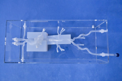 Анатомическая модель для сердца - XXD020 - Trando 3D Medical Technology - артерии / мини-инвазивной хирургии / учебная