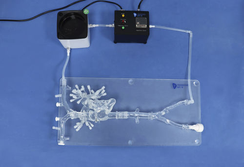 Анатомическая модель артерии - PA001-2 - Trando 3D Medical Technology - мини-инвазивной хирургии / учебная / для сердечно-легочной реанимации