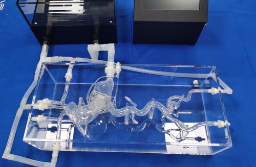 Модель кровеносных сосудов коронарных артерий - XXS020 - Trando 3D Medical Technology - для сердца / кровеносных сосудов / артерии